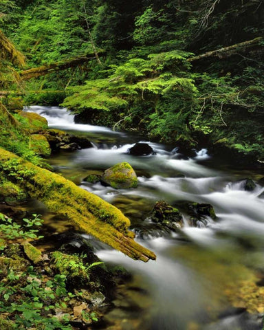 Oregon, Mt Hood NF Still Creek scenic White Modern Wood Framed Art Print with Double Matting by Terrill, Steve