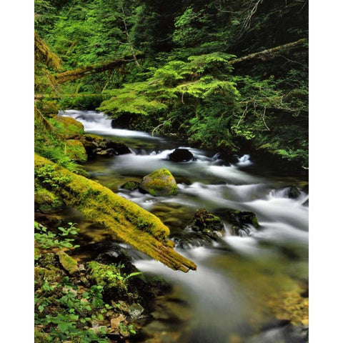 Oregon, Mt Hood NF Still Creek scenic White Modern Wood Framed Art Print by Terrill, Steve