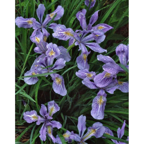 Oregon, Mt Hood National Forest Wild iris Black Modern Wood Framed Art Print with Double Matting by Terrill, Steve