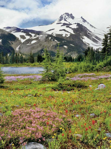 OR Mount Jefferson and field of flowers White Modern Wood Framed Art Print with Double Matting by Terrill, Steve