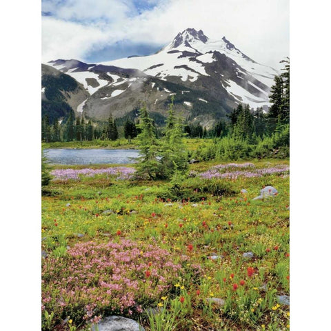 OR Mount Jefferson and field of flowers White Modern Wood Framed Art Print by Terrill, Steve