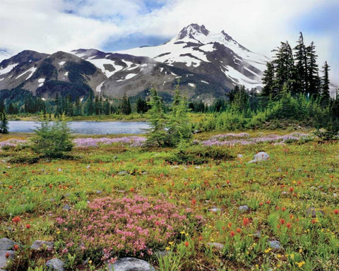 OR Mt Jefferson and field of flowers White Modern Wood Framed Art Print with Double Matting by Terrill, Steve