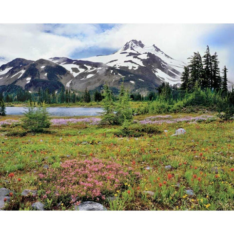 OR Mt Jefferson and field of flowers Black Modern Wood Framed Art Print with Double Matting by Terrill, Steve