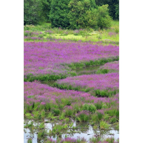 OR, Oaks Bottom Purple loosestrife in marsh Black Modern Wood Framed Art Print by Terrill, Steve