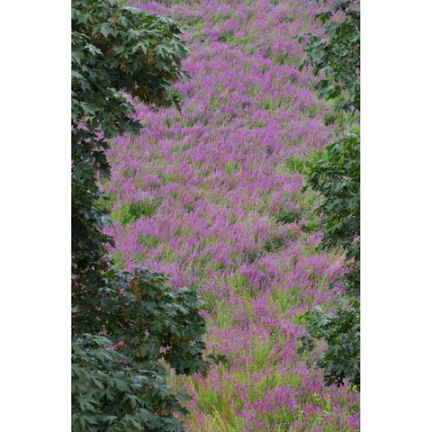 Oregon, Oaks Bottom Purple loosestrife flowers Black Modern Wood Framed Art Print by Terrill, Steve