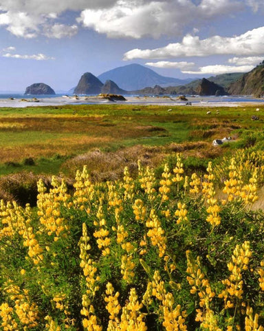 OR, Ophir Yellow lupine and ocean beach Black Ornate Wood Framed Art Print with Double Matting by Terrill, Steve