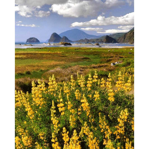 OR, Ophir Yellow lupine and ocean beach Black Modern Wood Framed Art Print by Terrill, Steve