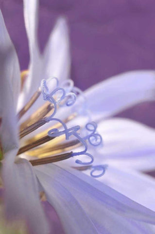 Oregon, Portland Close-up of chicory wildflower Black Ornate Wood Framed Art Print with Double Matting by Terrill, Steve