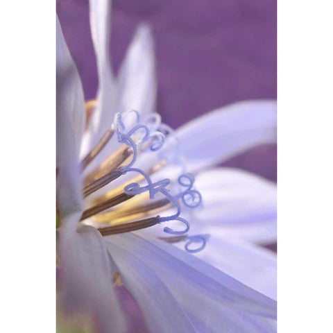 Oregon, Portland Close-up of chicory wildflower Black Modern Wood Framed Art Print with Double Matting by Terrill, Steve