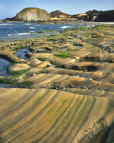 OR, Seal Rock SP Patterns on sandstone rock White Modern Wood Framed Art Print with Double Matting by Terrill, Steve