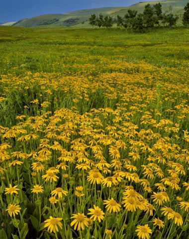 Oregon, Steens Mountain Meadow of arnica flowers White Modern Wood Framed Art Print with Double Matting by Terrill, Steve
