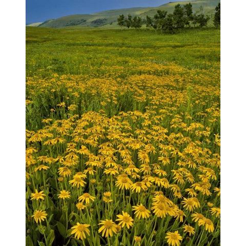 Oregon, Steens Mountain Meadow of arnica flowers Gold Ornate Wood Framed Art Print with Double Matting by Terrill, Steve