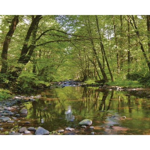 Oregon, Tillamook State Forest Wilson River Gold Ornate Wood Framed Art Print with Double Matting by Terrill, Steve