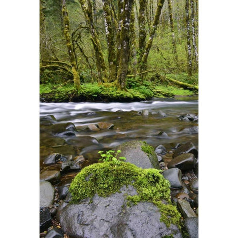 Oregon, Tillamook State Forest Wilson River Black Modern Wood Framed Art Print by Terrill, Steve