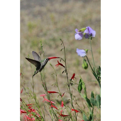 OR, OR, Portland Hummingbird feeding on salvia Black Modern Wood Framed Art Print with Double Matting by Terrill, Steve