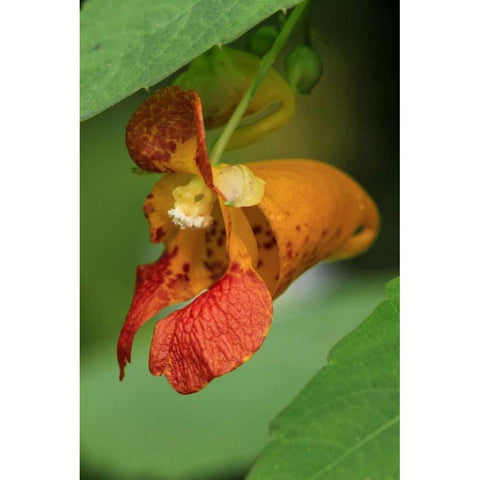 Oregon, Oregon Close-up of jewelweed flower Black Modern Wood Framed Art Print by Terrill, Steve