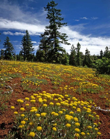 OR, Wallowa-Whitman NF Yellow eriogonum White Modern Wood Framed Art Print with Double Matting by Terrill, Steve