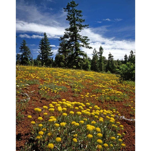OR, Wallowa-Whitman NF Yellow eriogonum Black Modern Wood Framed Art Print by Terrill, Steve