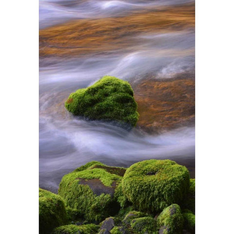 Oregon, Willamette NF McKenzie River over rocks Black Modern Wood Framed Art Print by Terrill, Steve