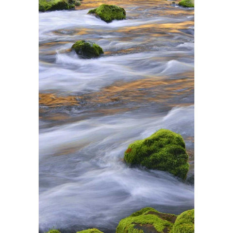 Oregon, Willamette NF McKenzie River over rocks Black Modern Wood Framed Art Print by Terrill, Steve