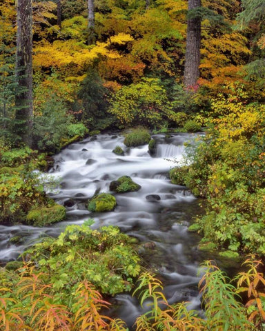 OR, Willamette NF Roaring River through Oregon White Modern Wood Framed Art Print with Double Matting by Terrill, Steve