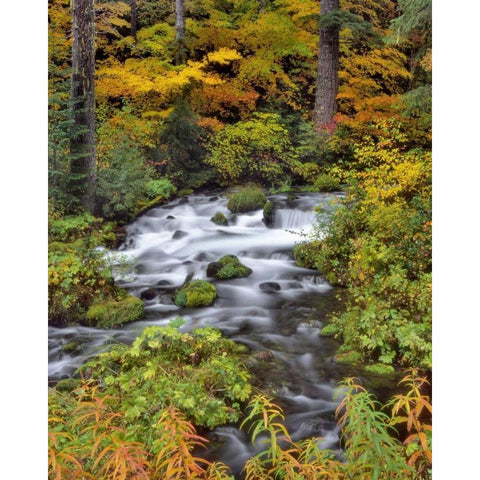 OR, Willamette NF Roaring River through Oregon White Modern Wood Framed Art Print by Terrill, Steve