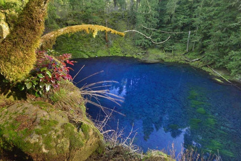 Oregon Blue or Tamolitch Pool on McKenzie River Black Ornate Wood Framed Art Print with Double Matting by Terrill, Steve