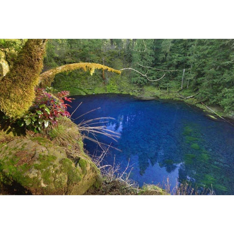 Oregon Blue or Tamolitch Pool on McKenzie River White Modern Wood Framed Art Print by Terrill, Steve