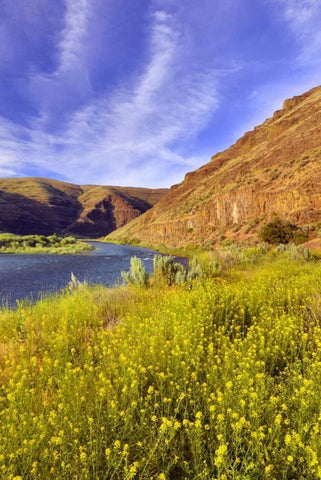 Oregon, John Day River Cliffs and wild mustard White Modern Wood Framed Art Print with Double Matting by Terrill, Steve