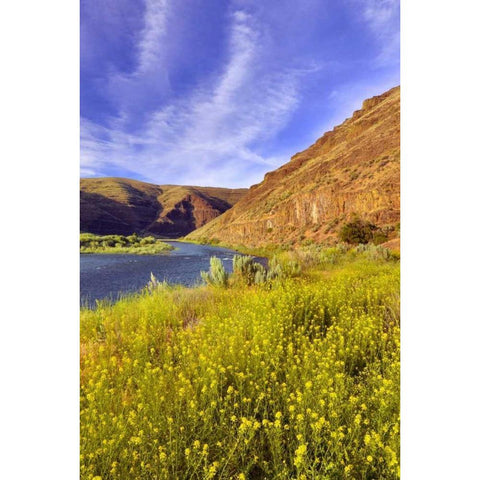 Oregon, John Day River Cliffs and wild mustard White Modern Wood Framed Art Print by Terrill, Steve