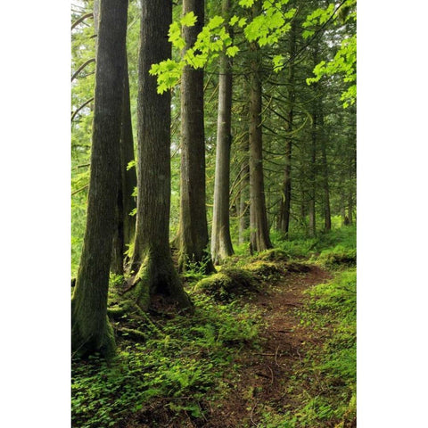 USA, Oregon Forest trail scenic Black Modern Wood Framed Art Print with Double Matting by Terrill, Steve