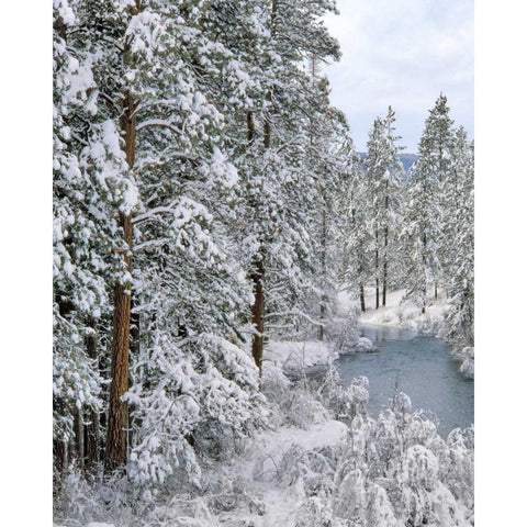 Oregon Fresh snowfall along Warm Springs River Black Modern Wood Framed Art Print by Terrill, Steve