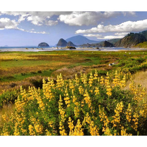 Oregon Landscape of yellow lupine and beach White Modern Wood Framed Art Print by Terrill, Steve