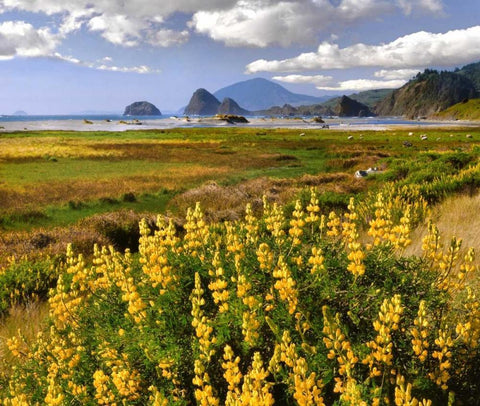 Oregon Landscape of yellow lupine and beach Black Ornate Wood Framed Art Print with Double Matting by Terrill, Steve