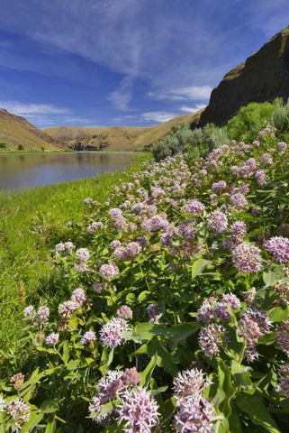 USA, Oregon Milkweed along the John Day River White Modern Wood Framed Art Print with Double Matting by Terrill, Steve