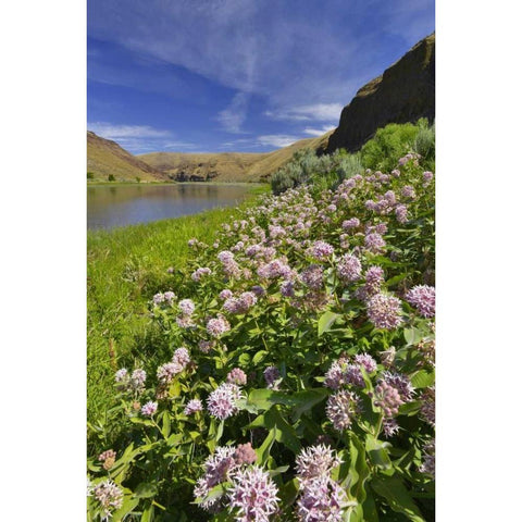 USA, Oregon Milkweed along the John Day River Black Modern Wood Framed Art Print by Terrill, Steve