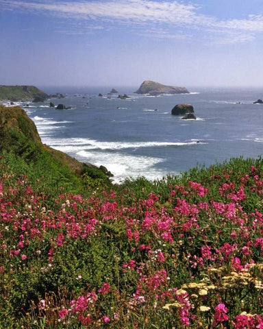 Oregon Seascape of Goat Rock and sweet peas White Modern Wood Framed Art Print with Double Matting by Terrill, Steve