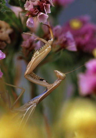 USA, Oregon Praying mantis on static flower Black Ornate Wood Framed Art Print with Double Matting by Terrill, Steve