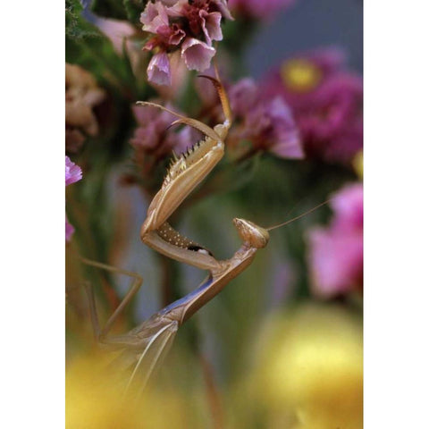 USA, Oregon Praying mantis on static flower Black Modern Wood Framed Art Print by Terrill, Steve