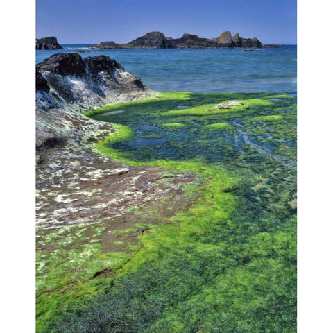 Oregon Rock formations and algae at Seal Rock Black Modern Wood Framed Art Print by Terrill, Steve