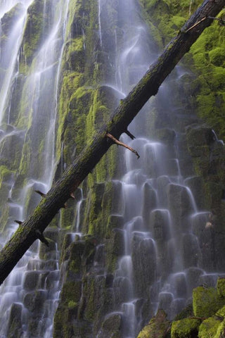 Oregon, Proxy Falls Waterfalls over basalt White Modern Wood Framed Art Print with Double Matting by Delisle, Gilles