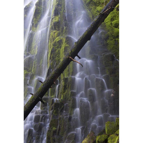 Oregon, Proxy Falls Waterfalls over basalt Black Modern Wood Framed Art Print by Delisle, Gilles