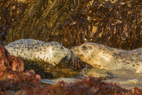 Oregon-Bandon Beach-harbor seals greeting and kelp Black Ornate Wood Framed Art Print with Double Matting by Jaynes Gallery