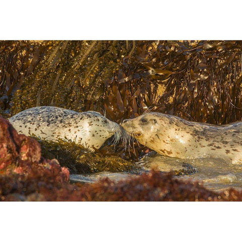 Oregon-Bandon Beach-harbor seals greeting and kelp Black Modern Wood Framed Art Print by Jaynes Gallery
