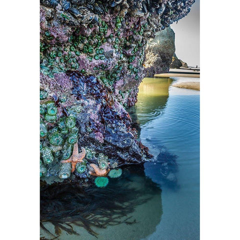Oregon-Bandon Beach Sea stars and anemones on rock  Gold Ornate Wood Framed Art Print with Double Matting by Jaynes Gallery