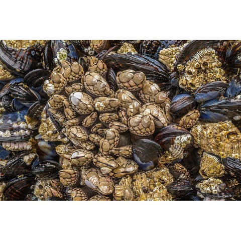 Oregon-Bandon Beach Barnacles and mussels close-up  Black Modern Wood Framed Art Print by Jaynes Gallery
