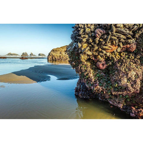 Oregon-Bandon Beach Anemones and sea stars exposed at low tide  Black Modern Wood Framed Art Print by Jaynes Gallery