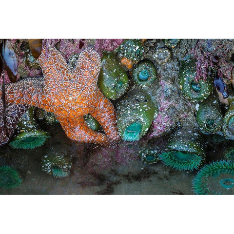 Oregon-Bandon Beach Anemones and sea stars exposed at low tide  Gold Ornate Wood Framed Art Print with Double Matting by Jaynes Gallery