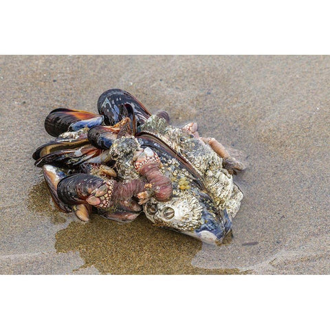 Oregon-Bandon Beach Clump of mollusk and other shells on beach  White Modern Wood Framed Art Print by Jaynes Gallery