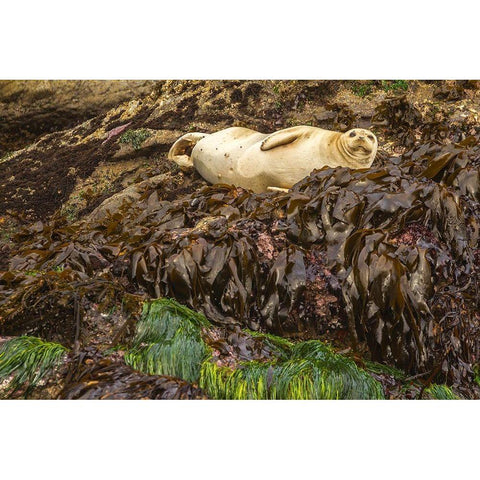 Oregon-Bandon Beach Harbor seal and beach kelp  Black Modern Wood Framed Art Print by Jaynes Gallery